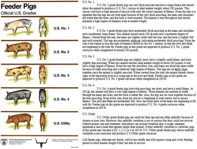 Figure 2. This USDA feeder pig grade chart can help visualize what to look for in a potential swine project (USDA, 1969).