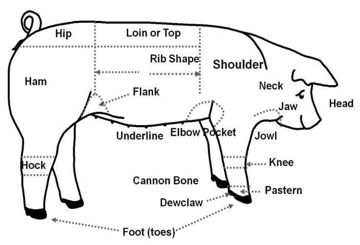 Figure 1. Parts of a pig. Learning the parts of a pig will help in choosing an animal (Myers et al., 2012).