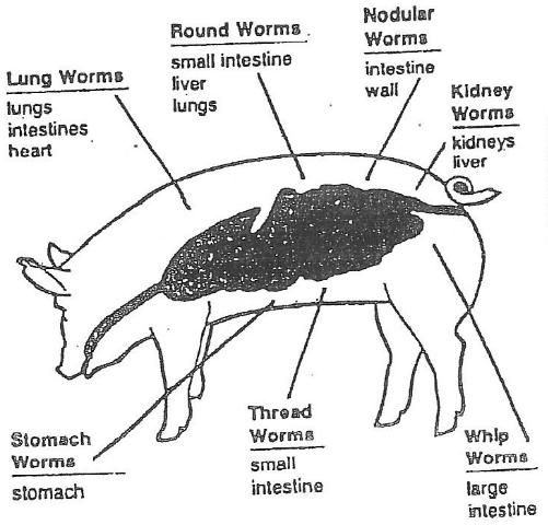 Figure 6. Locations where internal parasites might exist in a hog.