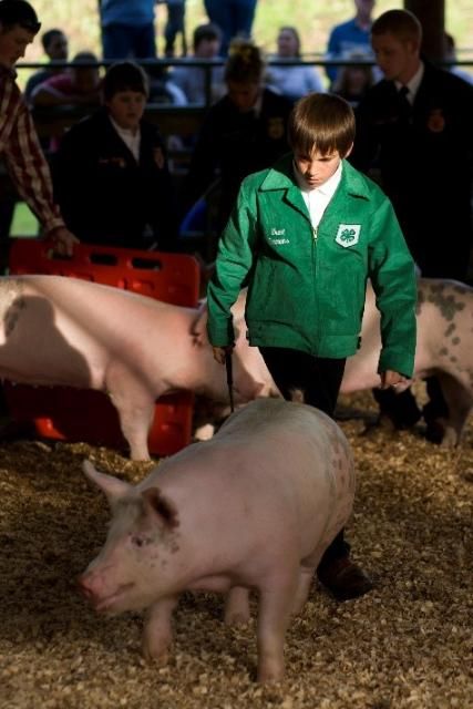 Figure 8. This young man is exhibiting his market hog project to the judge in the show ring.