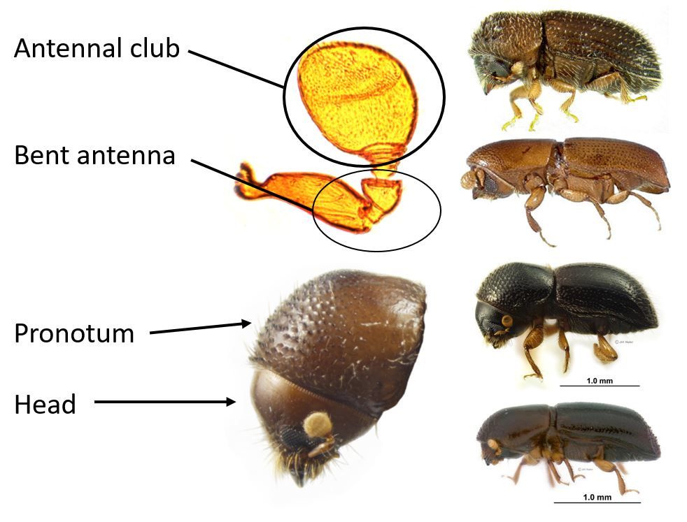 Bark and ambrosia beetle anatomy. 