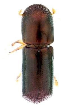 Redbay ambrosia beetle. 