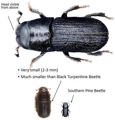 Southern pine beetle. 