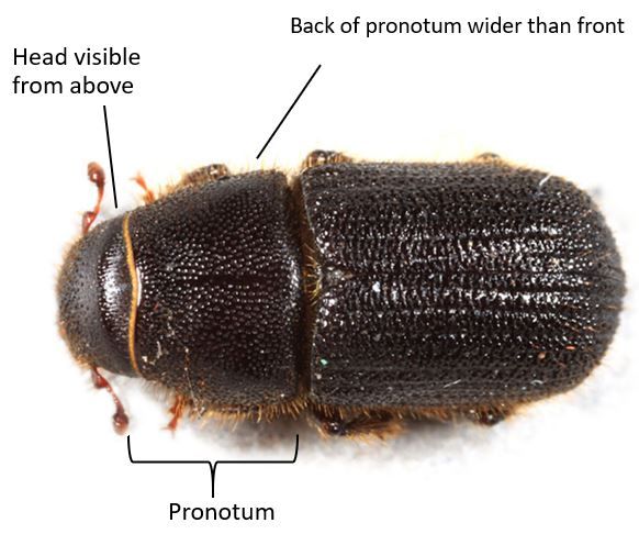 Black turpentine beetle. 