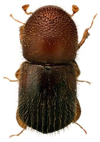Granulated ambrosia beetle. 