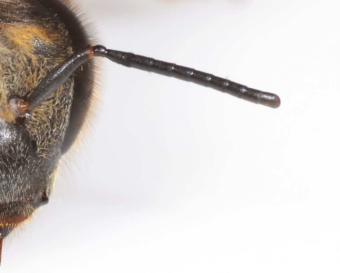 A close view of a honey bee antenna. 