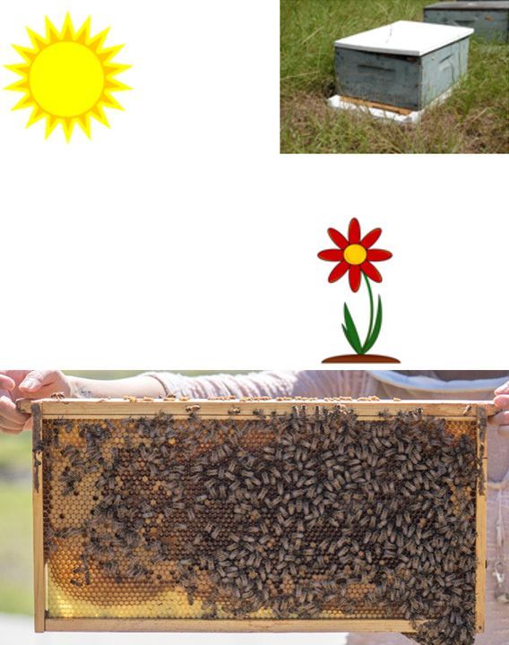 Image 105 At the top are sun on the left and hive on the right. Flower is in the middle right; Comb is at the bottom.