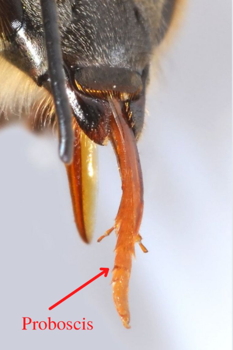 A close-up of a honey bee’s proboscis extended. 