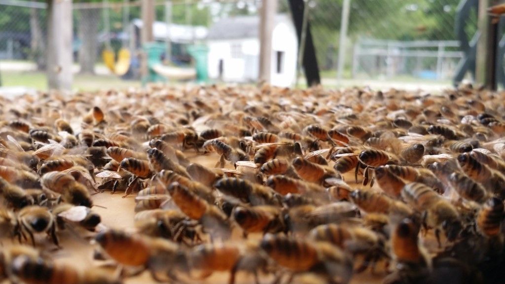Picture 732408265 Workers releasing the Nasonov pheromone with raised abdomens to help foragers and drones find their way home.