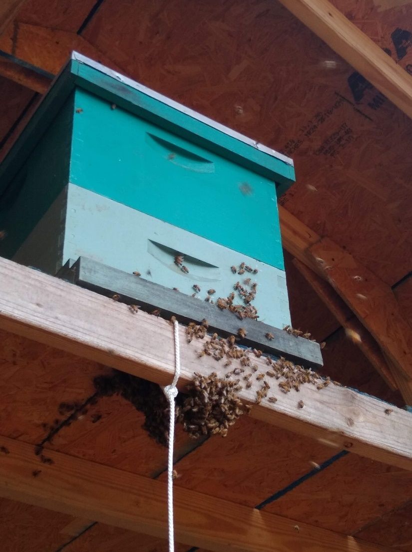 Figure 11 The swarm has settled down and will begin to build new comb for the raising of new honey bees and for storing nectar and pollen.