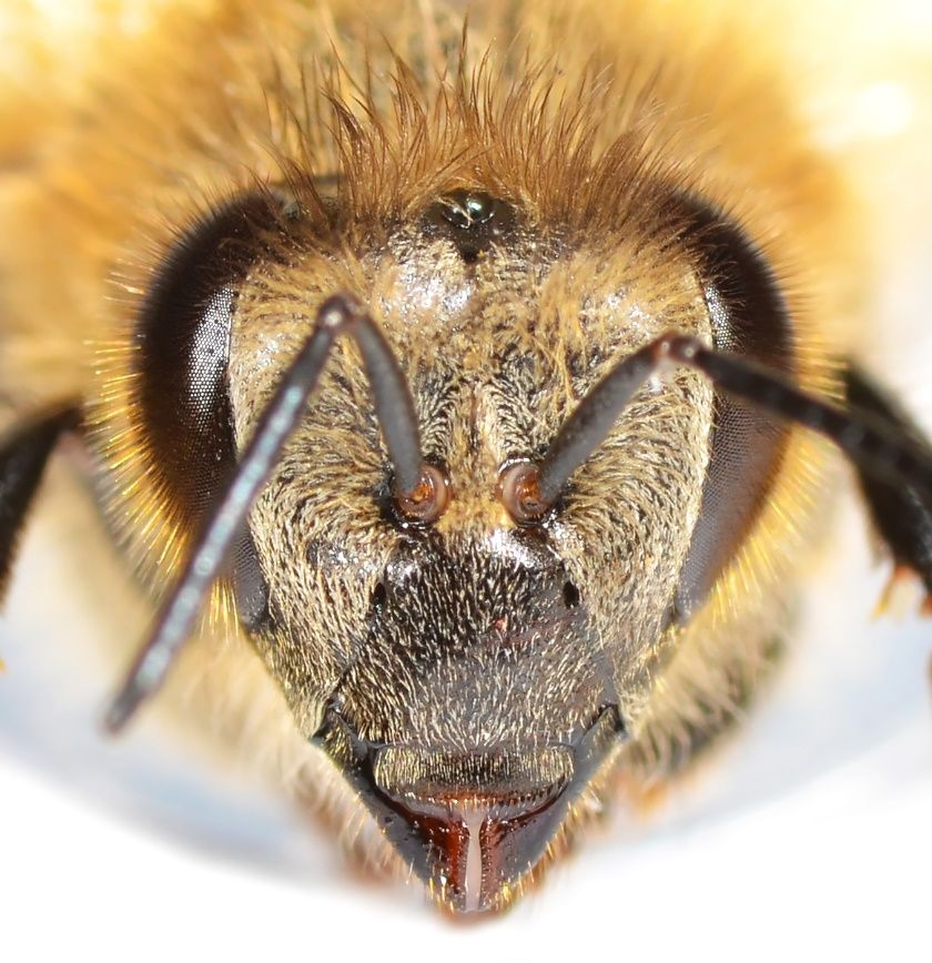 A close-up of a honey bee’s head to show the two large compound eyes on either side and three ocelli in the center on top of the head in the hair. 
