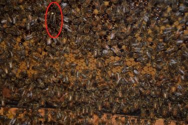 Image 125 Large bee toward upper left is circled