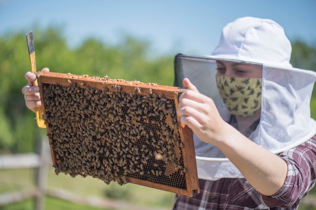 A beekeeper inspecting a frame. 