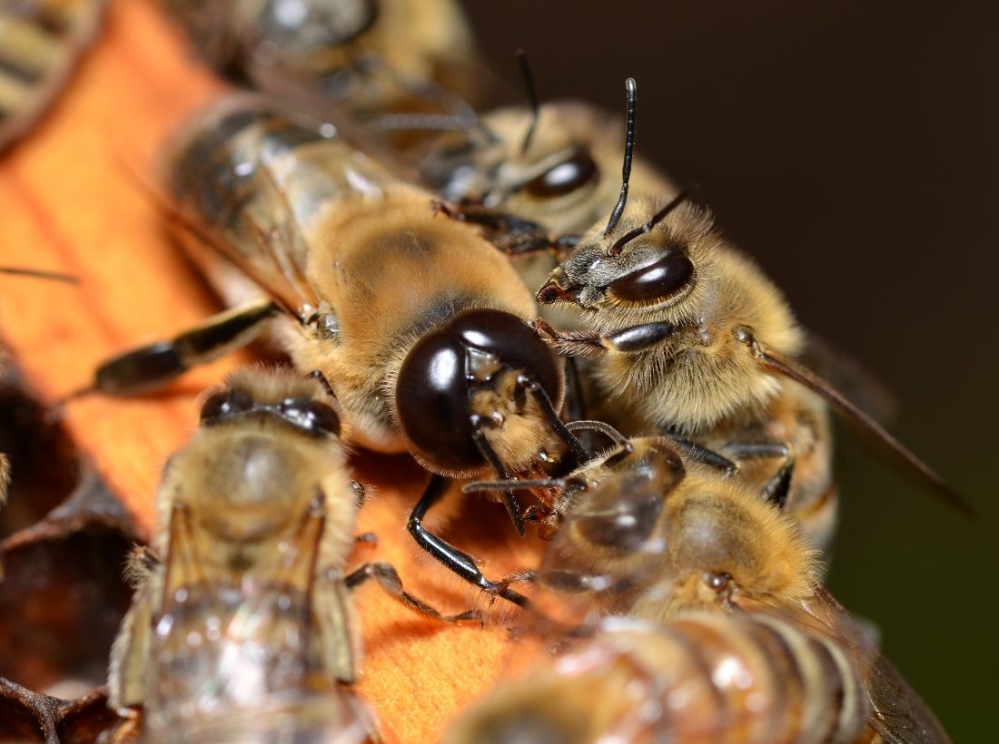 A drone with his sisters, the worker honey bees. Notice how much larger his compound eyes and body are compared to the workers. Photo 