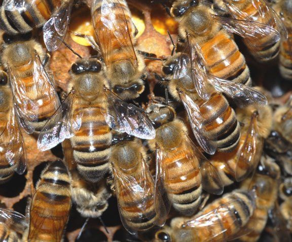 Worker bees communicate with one another using dance and pheromones. 