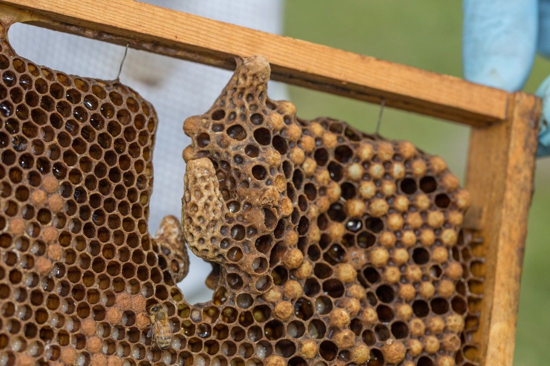 A queen cell. Notice how much larger they are from all other brood cells. Queen cells look like a peanut shell that hangs vertically from the frame. 