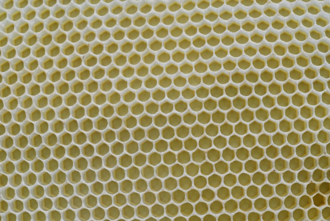 Wax comb made by worker bees. 