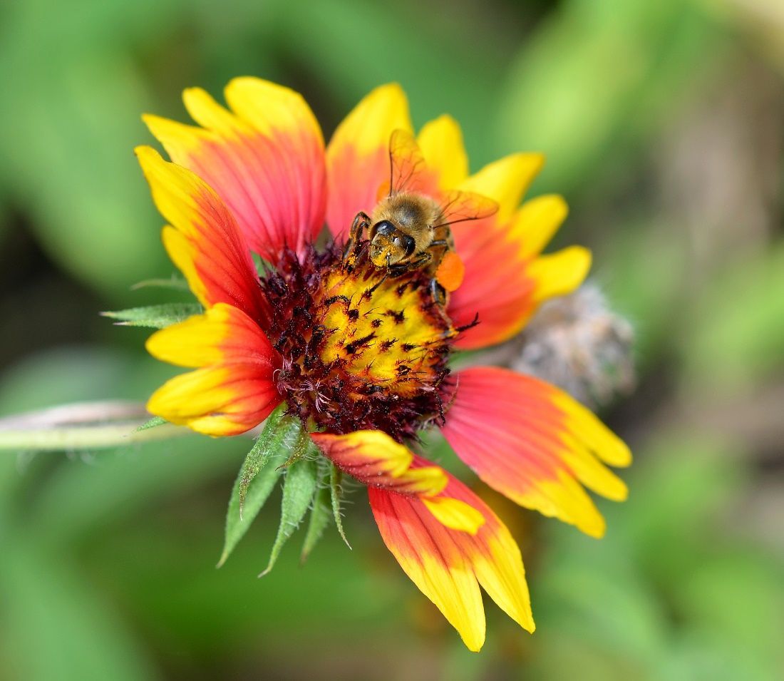 Figure 13 Worker bee foraging for pollen and nectar on a flower.
