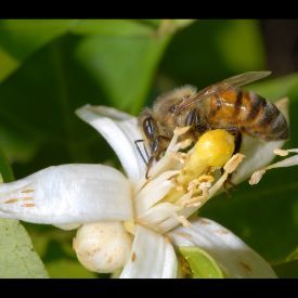 Image 108 bee on a flower.
