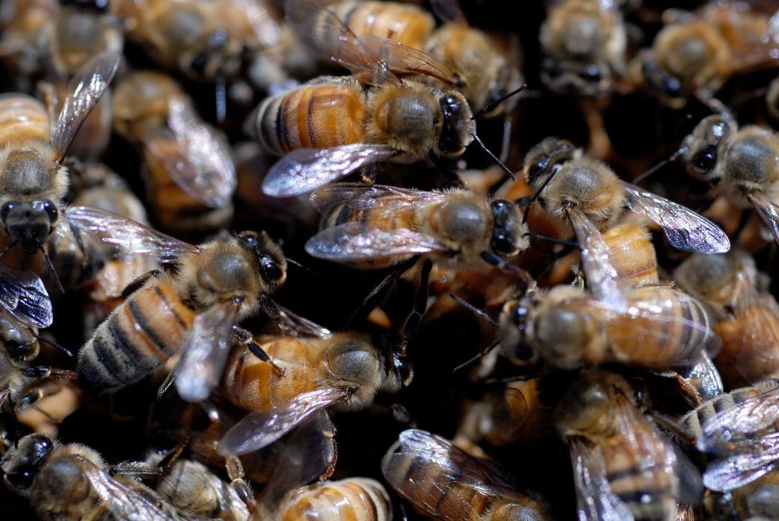 Figure 1 Worker bees in the hive.