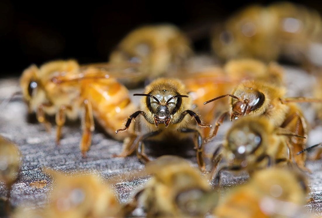 Figure 12 Guard bees in a defensive stance at the hive entrance.