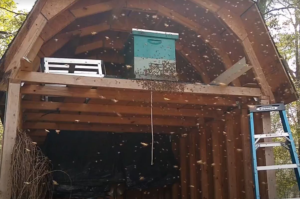 The arrival of a swarm of honey bees to an empty hive or swarm trap put out by a beekeeper. Notice the honey bees flying all around waiting to get into their new home. This is an exciting moment to witness! 