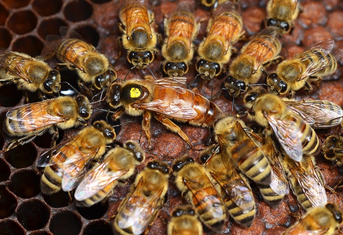 Queen honey bee encircled by her attending worker bees. 