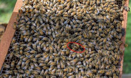 Image 124 Larger darker bee is circled.