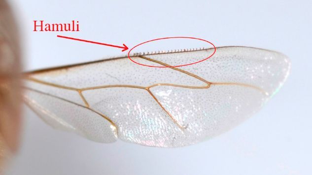 Figure 11 A close-up of the hamuli on a honey bee’s wing.