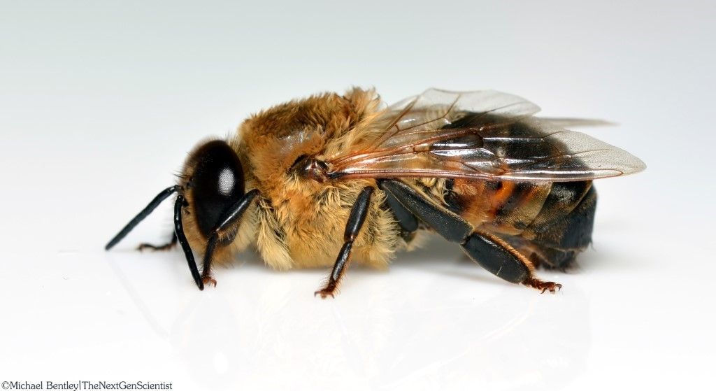 A drone honey bee. 