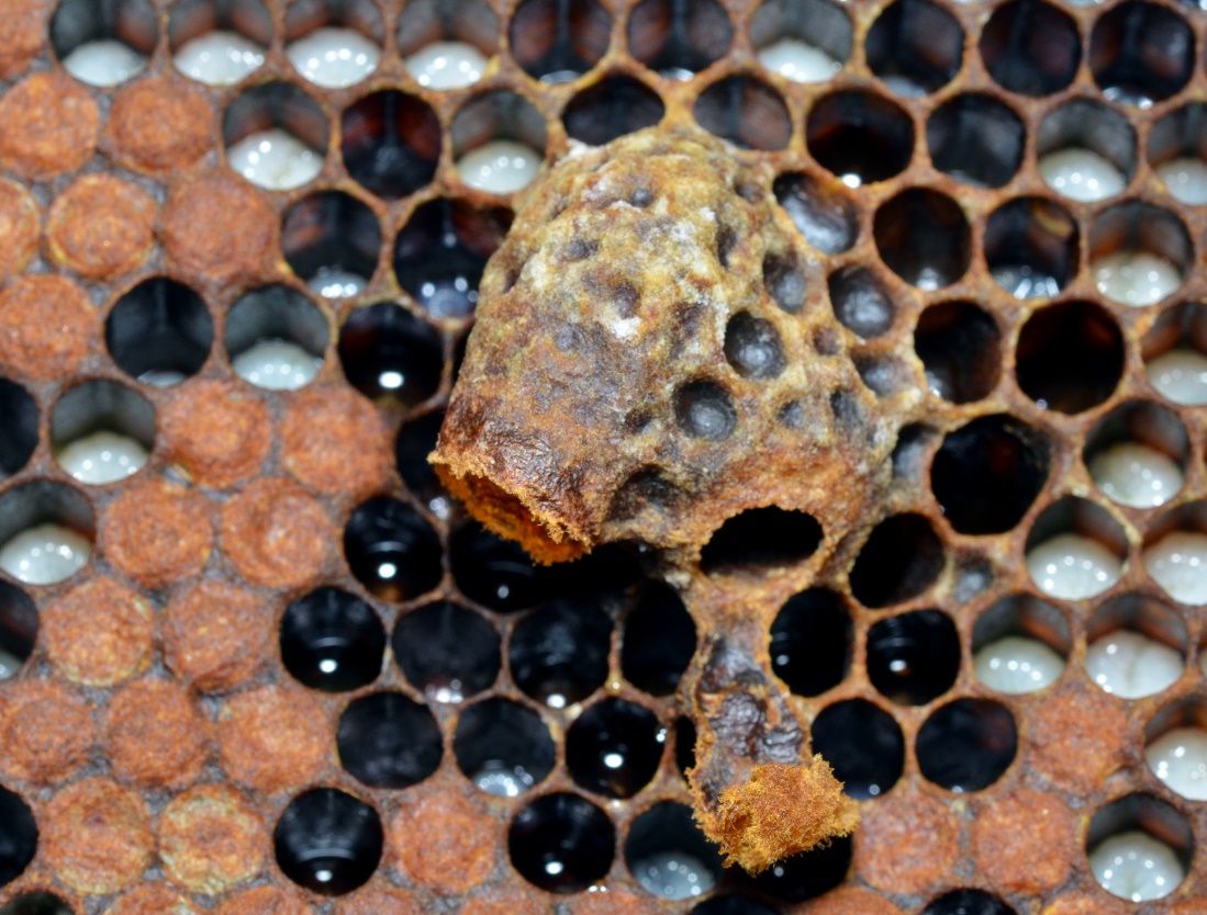 A queen cell was made after workers detected a weak queen pheromone in the hive. Notice how it hangs down vertically off the comb with the opening pointing downward. 