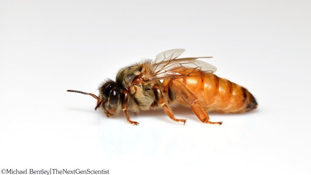 Figure 5 A queen honey bee.