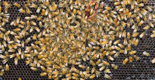 Image 126 bee top center is circled.