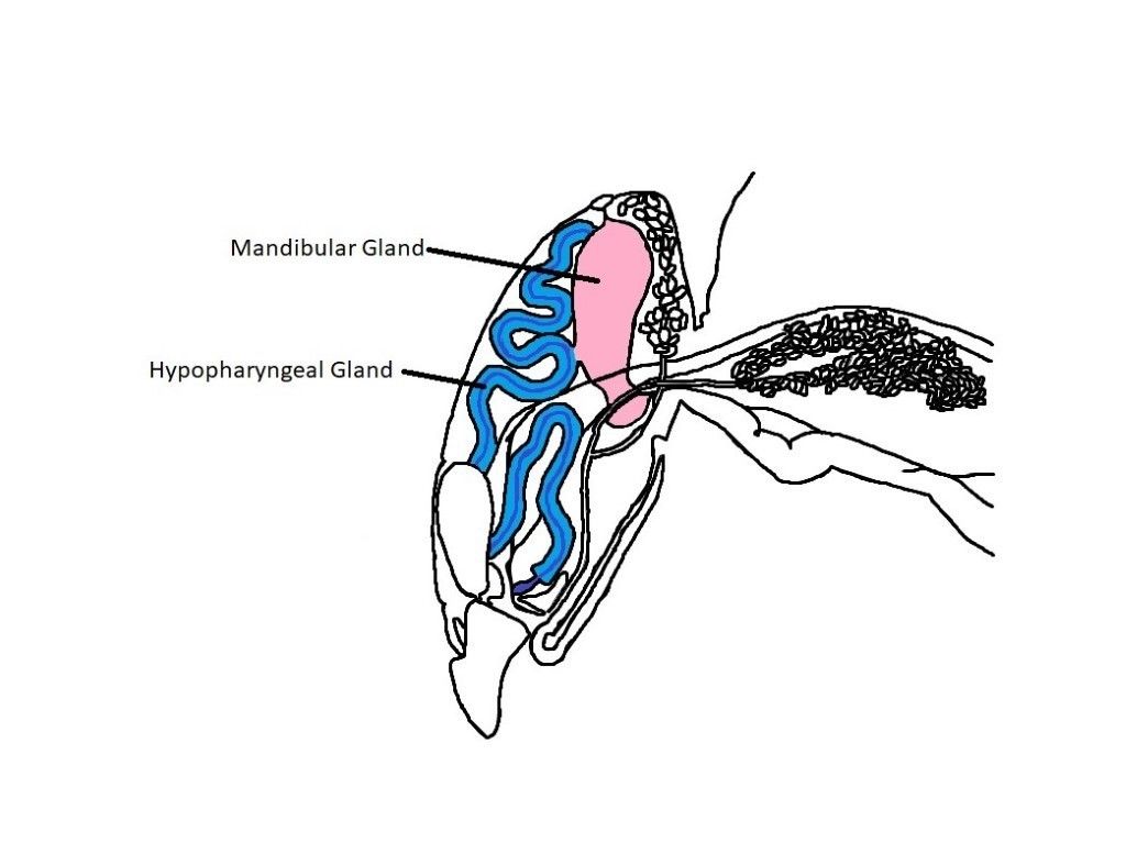 The organs within the worker bee’s head, including the hypopharyngeal (blue) and mandibular (pink) glands that are necessary for production of royal jelly. 