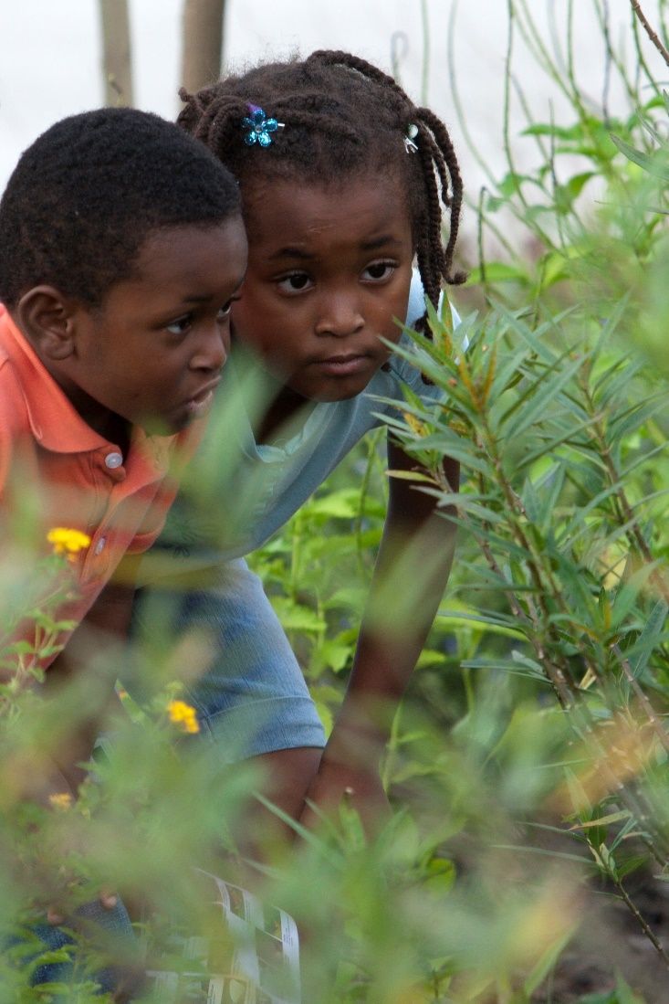 Figure 12 Children looking for caterpillars on a plant.