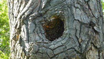  A feral or wild colony of honey bees that has made its nest inside a tree. 