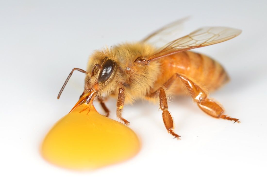 A honey bee using its proboscis. 