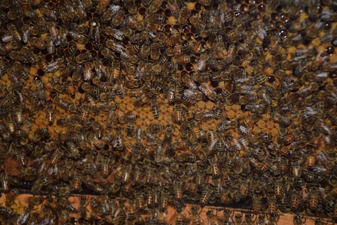 Image 63 Zoe D. Depecol, UF/IFAS Honey Bee Research and Extension Laboratory