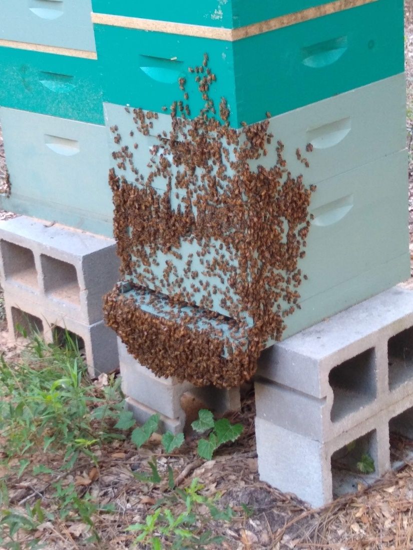 A beehive with some of the colony “bearding” outside the hive entrance. 