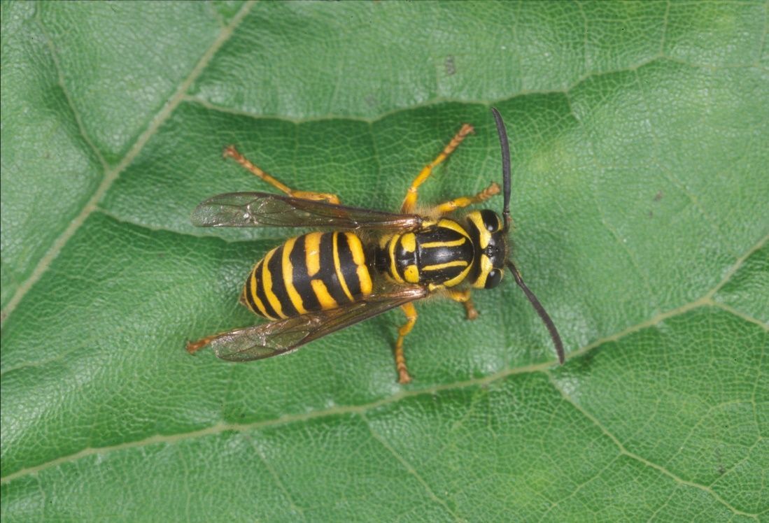 Figure 3 The top view of a wasp.