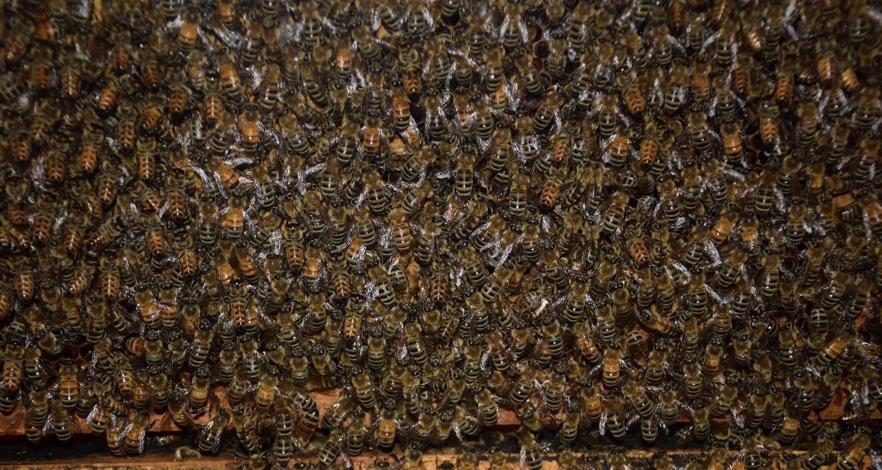 Figure 12 A crowded frame of bees. When the hive becomes too crowded to grow anymore, the colony may decide to swarm.