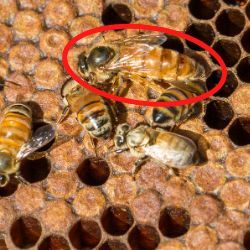 Image 122 larger bee at the top is circled.