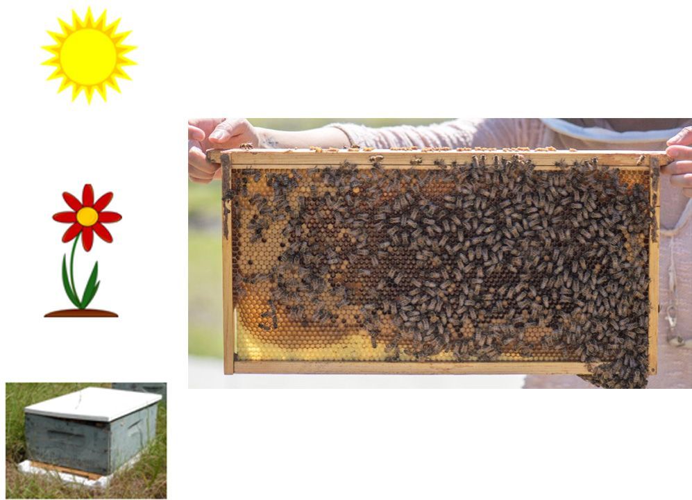 Image 102 from top to bottom: sun, flower, hive; comb is to the right.