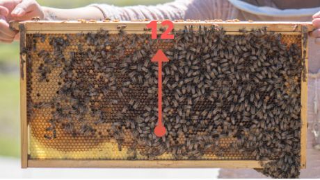 Figure 5 A honey bee frame with arrow showing direction dancing bee would waggle if source were in the same direction of the sun.