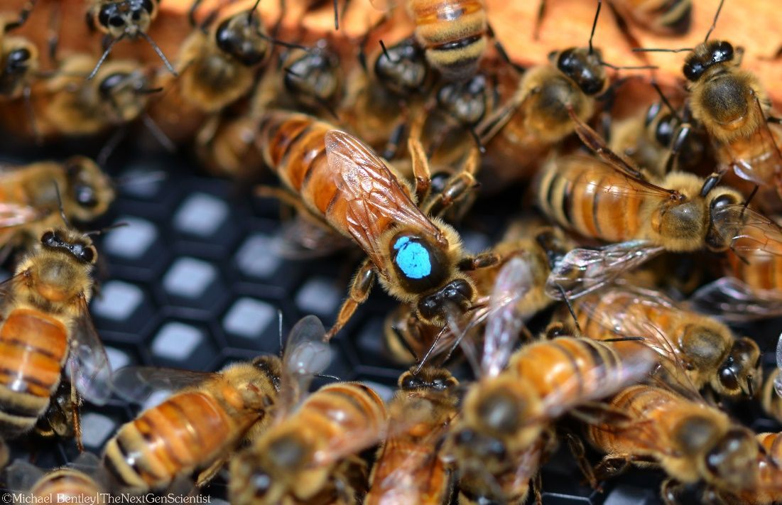Figure 9 A “marked queen,” even when surrounded by worker bees, is easier to spot than an unmarked queen.