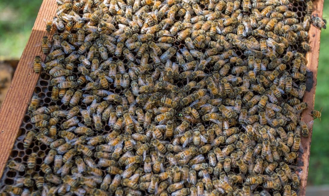 Image 62 Geena Hill, UF/IFAS Honey Bee Research and Extension Laboratory