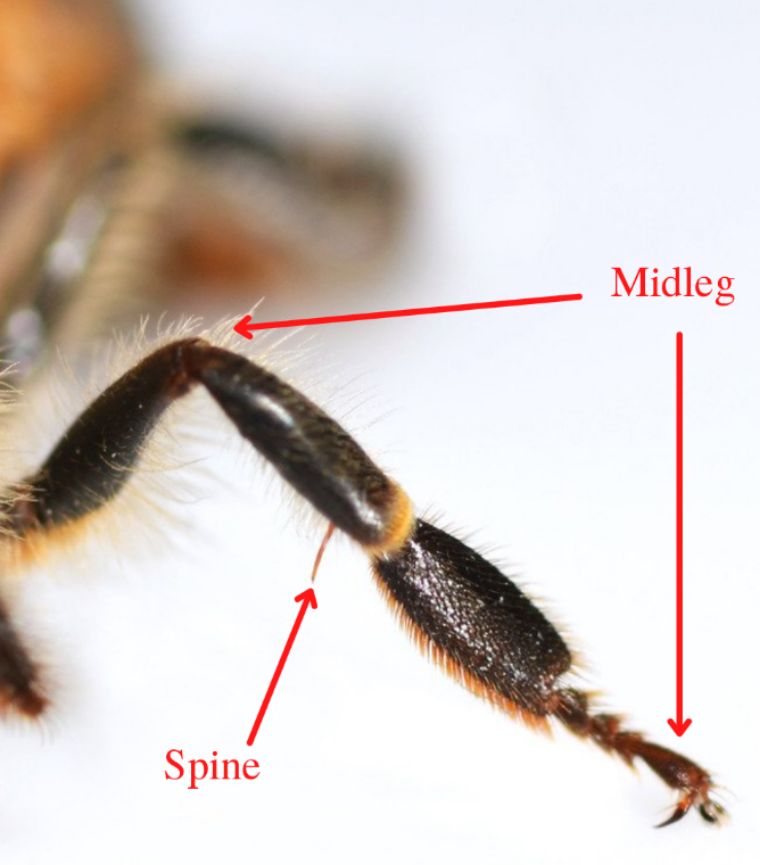 A close-up of a honey bee’s midleg. 