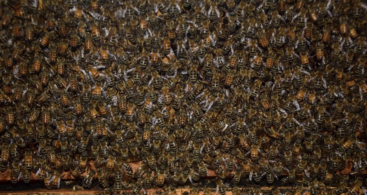 A crowded frame of bees. When the hive becomes too crowded to grow anymore, the colony may decide to swarm.