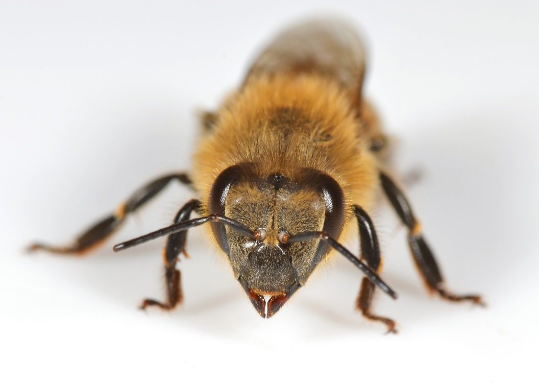 A close-up of worker bee’s face and antennae. 
