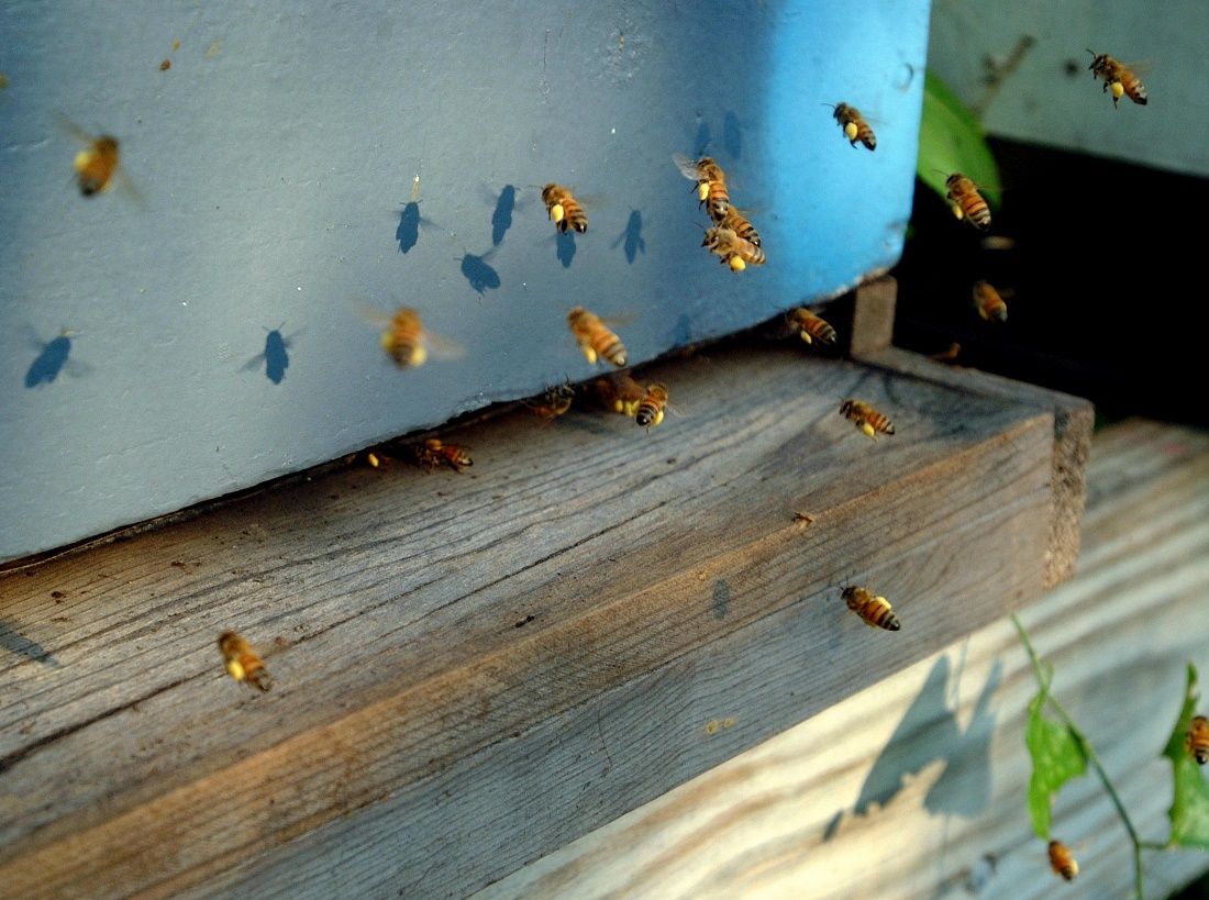 Foraging honey bees returning to the hive with their pollen baskets full of yellow pollen. 